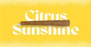 Citrus Sunshine Doinks Cannabis Blunt