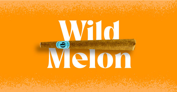 Wild Melon Doinks Cannabis Blunt